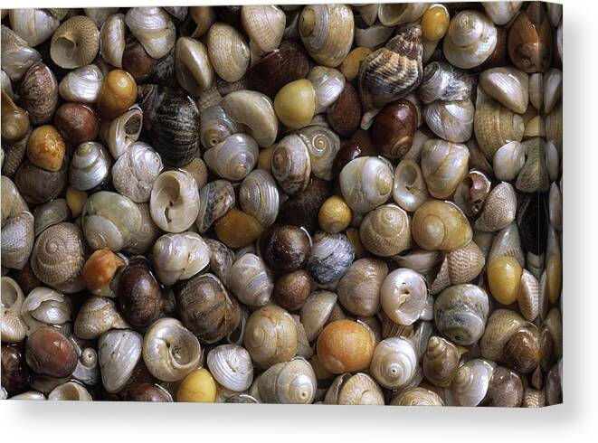 Feb0514 Canvas Print featuring the photograph Topshells Whelk And Periwinkle Shells by Duncan Usher
