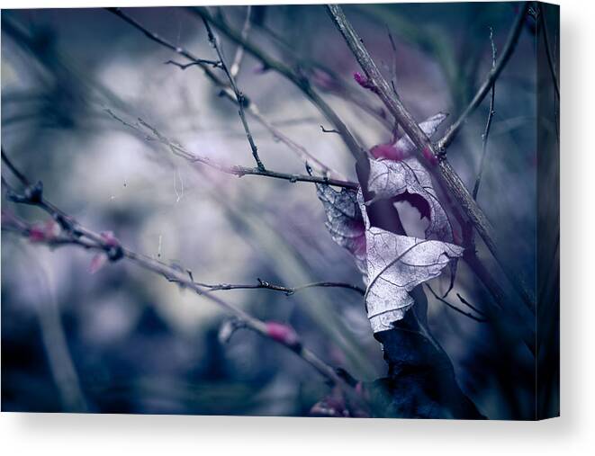 Torn Canvas Print featuring the photograph Torn And Tattered by Shane Holsclaw