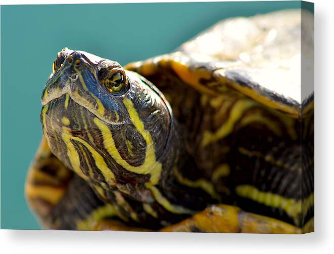 Tortoise Canvas Print featuring the photograph Tortoise by Camille Lopez
