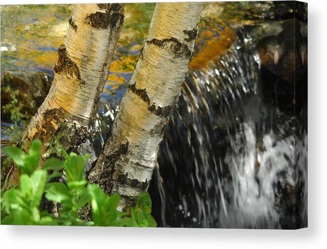 Birch Trees Canvas Print featuring the photograph Totally Birching by Donna Blackhall