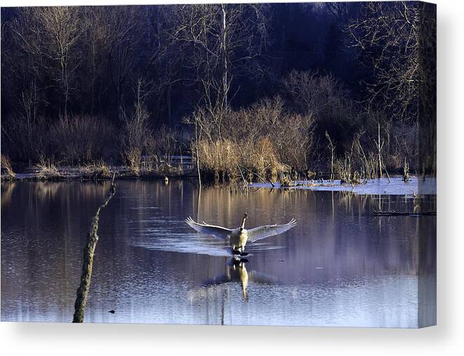 Trumpeter Swan Canvas Print featuring the photograph Touchdown Trumpeter Swan by Michael Dougherty