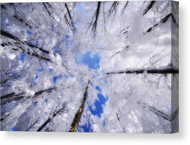 Trees Canvas Print featuring the photograph Tourniquet by Philippe Sainte-Laudy
