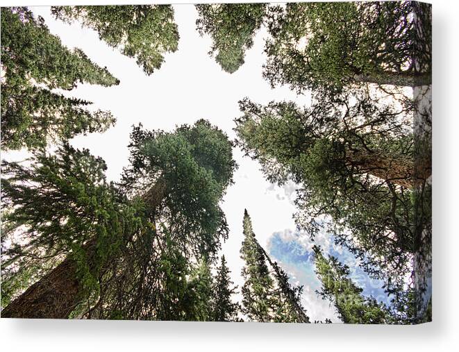 'pine Trees' Canvas Print featuring the photograph Towering Pine Trees by James BO Insogna