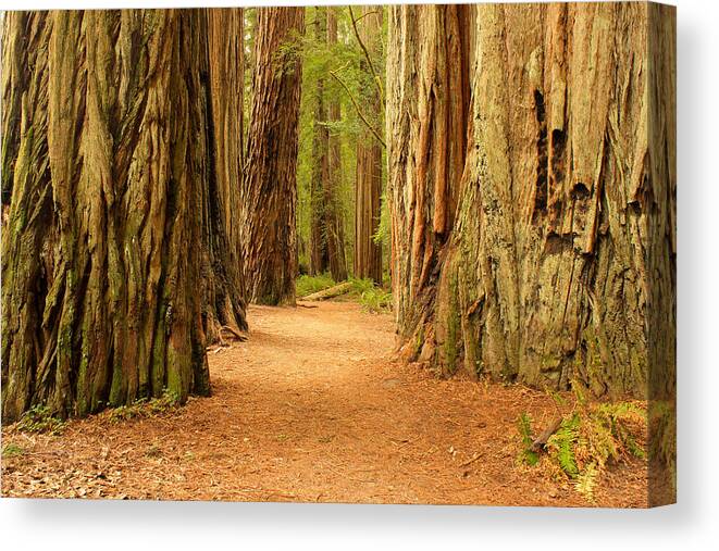 Redwoodnp Canvas Print featuring the photograph Trail of Redwoods by Judi Kubes