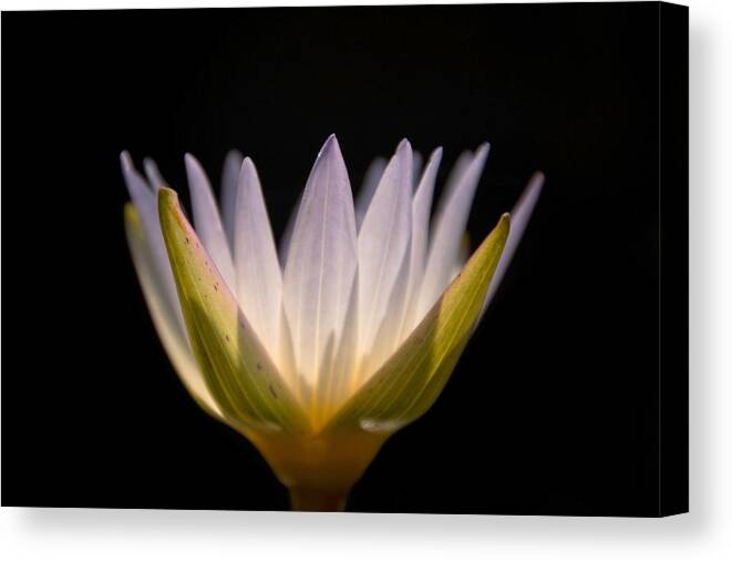 Water Lily Canvas Print featuring the photograph Translucent Lily by Leda Robertson