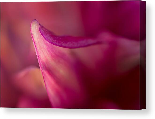 Floral Canvas Print featuring the photograph Translucent by Mary Jo Allen