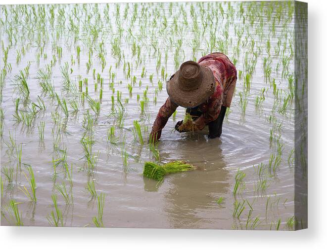 Working Canvas Print featuring the photograph Transplanting Rice In Thailand by Richard Friend