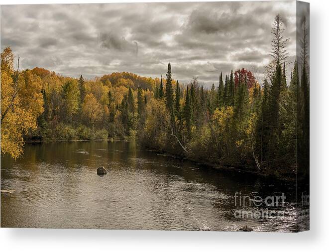 Pine River Wisconsin Canvas Print featuring the photograph Trasition by Dan Hefle