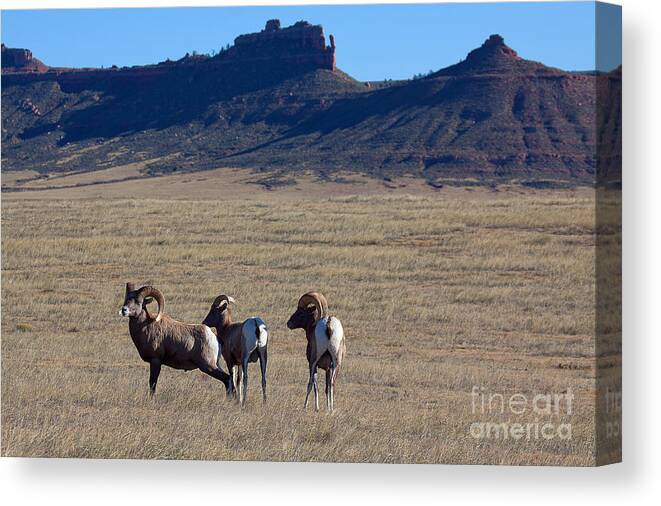 Bighorn Sheep Canvas Print featuring the photograph Traveling Band by Jim Garrison