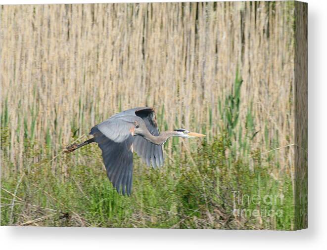 Heron Canvas Print featuring the photograph Traveling Blue Heron  by Neal Eslinger