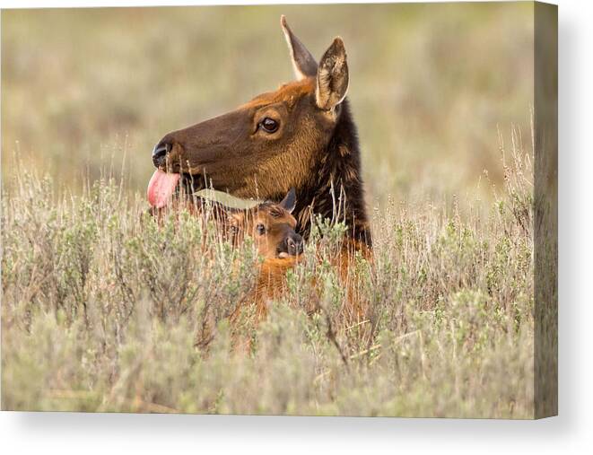 Elk Canvas Print featuring the photograph Treasure in the Sage Brush by Natural Focal Point Photography