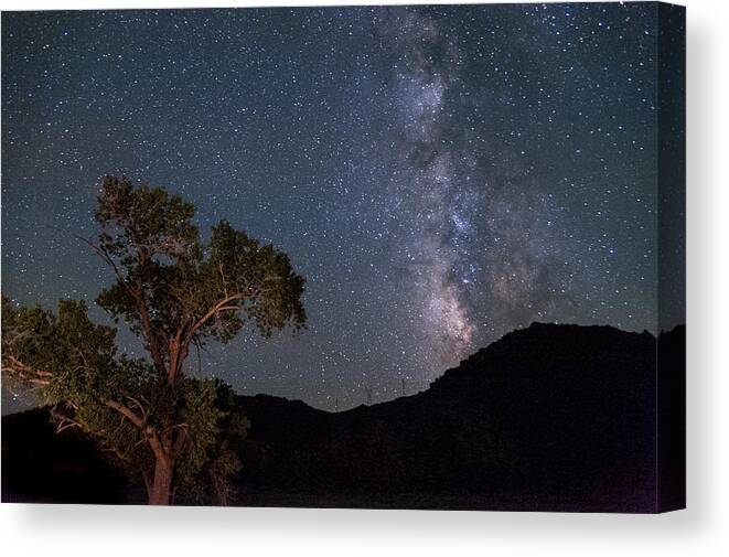 California Canvas Print featuring the photograph Tree and Milky Way by Cat Connor