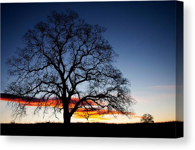 Tree Canvas Print featuring the photograph Tree At Sunrise by Robert Woodward