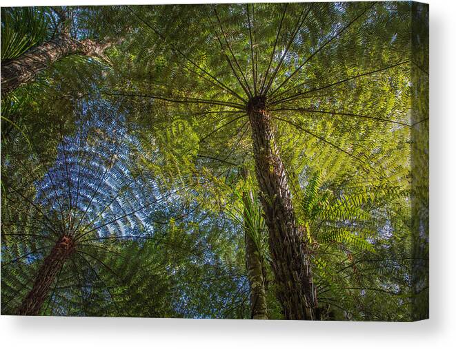 New Zealand Canvas Print featuring the photograph Tree Ferns from Below by Steven Schwartzman