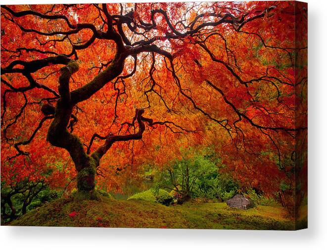 #faatoppicks Canvas Print featuring the photograph Tree Fire by Darren White