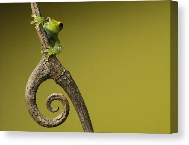Amazon Canvas Print featuring the photograph Tree Frog On Twig In Background Copyspace by Dirk Ercken