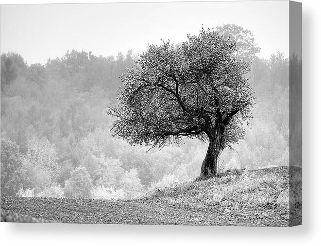 Landscape Canvas Print featuring the photograph Tree On Marilla Hill by Don Nieman