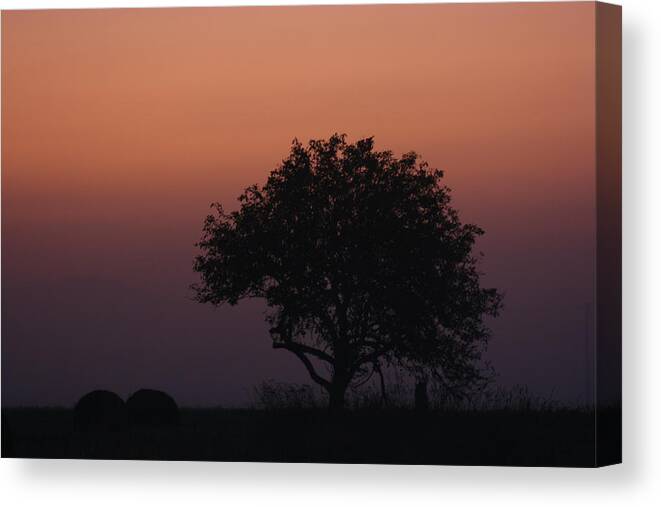 Tree Canvas Print featuring the photograph Tree by Paula Brown