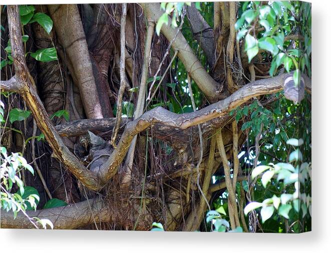 Tree Canvas Print featuring the photograph Tree by Rafael Salazar