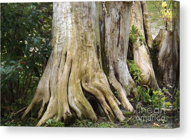 Debarked Canvas Print featuring the photograph Tree Roots by Brenda Brown