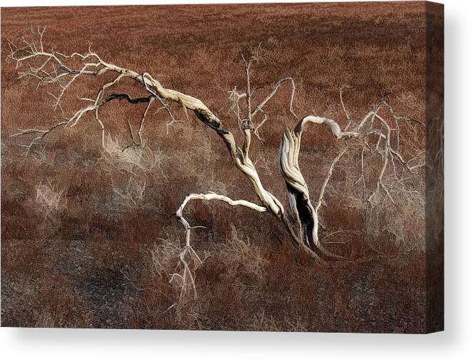 Tree Skeleton Canvas Print featuring the photograph Tree Skeleton by Wes and Dotty Weber