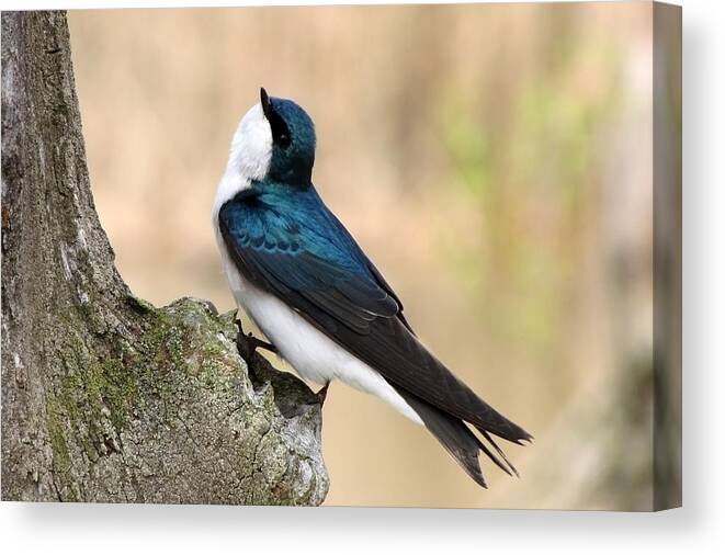 Tree Swallow. Swallow Canvas Print featuring the photograph Tree Swallow by Ann Bridges