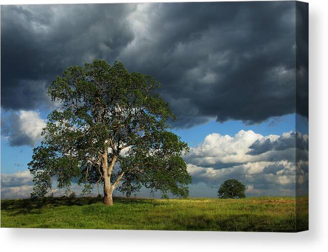 Tree Canvas Print featuring the photograph Tree With Storm Clouds by Robert Woodward
