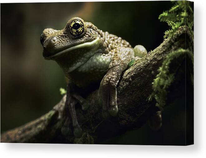 Treefrog Canvas Print featuring the photograph treefrog at night in Amazon rain forest by Dirk Ercken