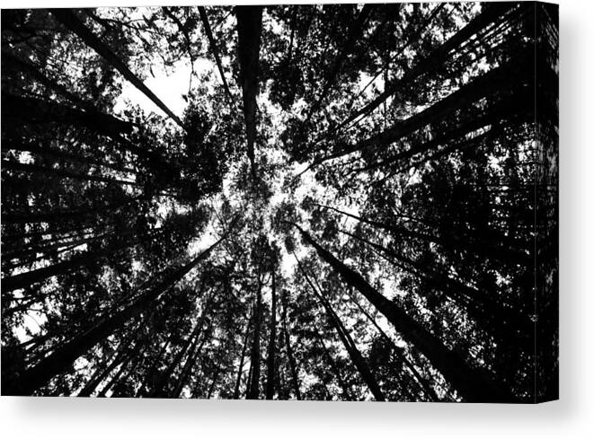 Trees Canvas Print featuring the photograph Trees Above Me by Daniel Woodrum