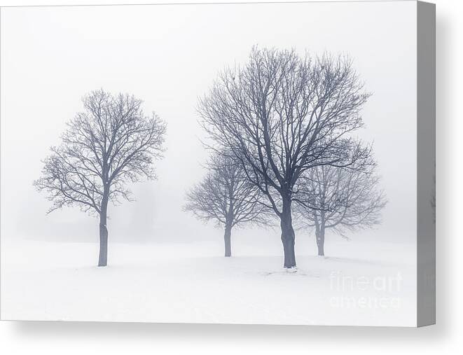 Trees Canvas Print featuring the photograph Trees in winter fog 2 by Elena Elisseeva