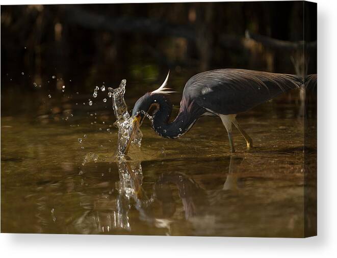 Birds Canvas Print featuring the photograph Tri-colored Heron by Doug McPherson