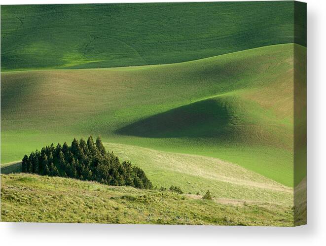 Landscapes Canvas Print featuring the photograph Triangle and Trees by Mary Lee Dereske