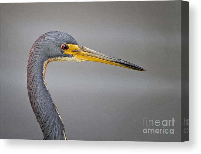  Canvas Print featuring the photograph TriColored Heron by Ronald Lutz