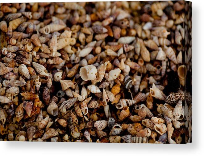Shells Canvas Print featuring the photograph Trillion Shells by Carole Hinding