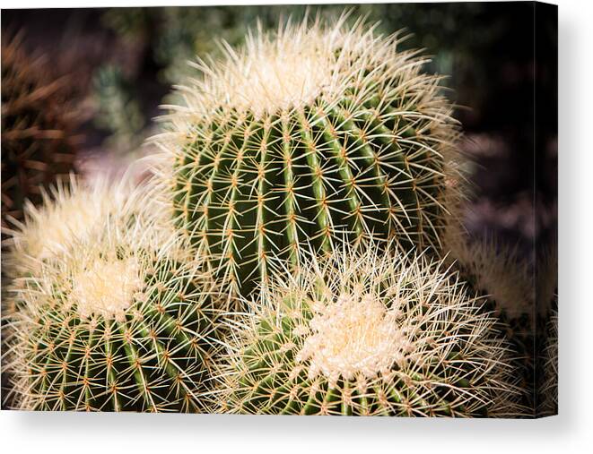 Botanical Canvas Print featuring the photograph Triple Cactus by John Wadleigh