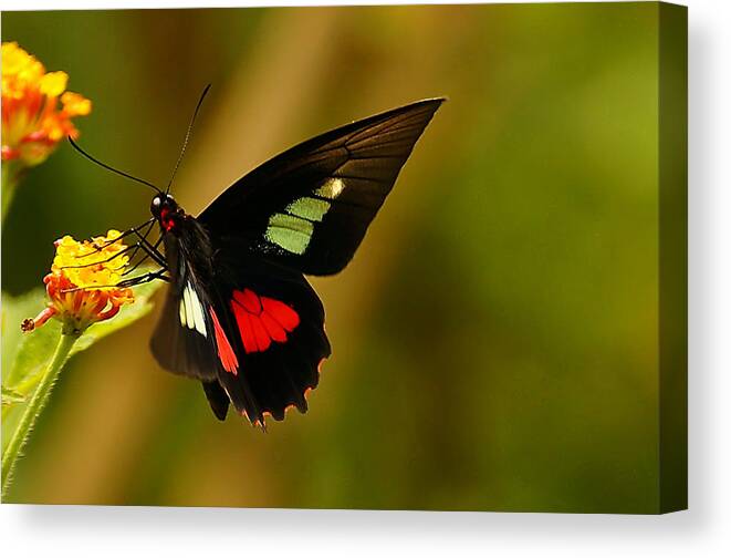 Butterfly Canvas Print featuring the photograph True Cattleheart Butterfly by Blair Wainman