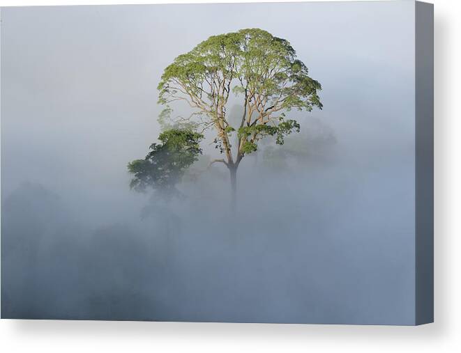 Ch'ien Lee Canvas Print featuring the photograph Tualang Tree Above Rainforest Mist by Ch'ien Lee