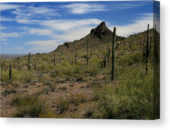 Landscape Canvas Print featuring the photograph Tucson Catci by Scott Cunningham