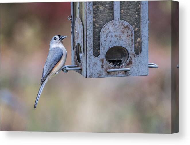 Titmouse Canvas Print featuring the photograph Tufted Titmouse 5916 by Cathy Kovarik