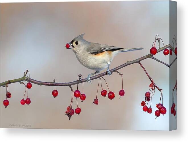 Tufted Titmouse Canvas Print featuring the photograph Tufted Titmouse with Red Berry by Daniel Behm