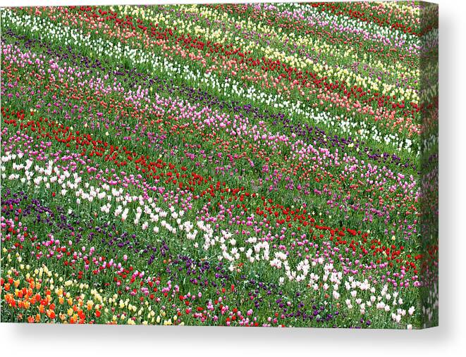 Large Group Of Objects Canvas Print featuring the photograph Tulip Field by Patty c