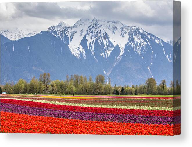 Tulips Canvas Print featuring the photograph Tulip field surrounded by Snow capped mountains by Pierre Leclerc Photography