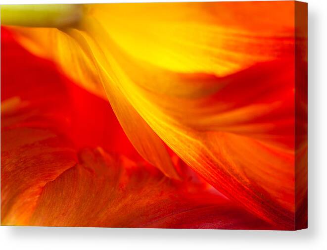 Flowers Canvas Print featuring the photograph Tulip Flame by Joan Herwig