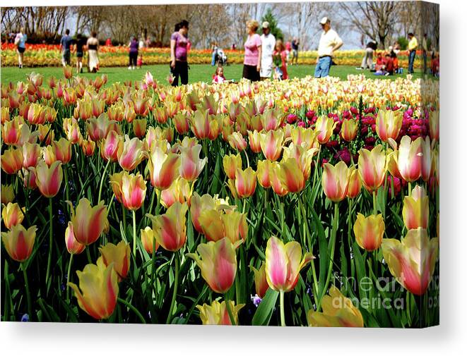 Tulips Canvas Print featuring the photograph Tulip Garden by Andrea Aycock