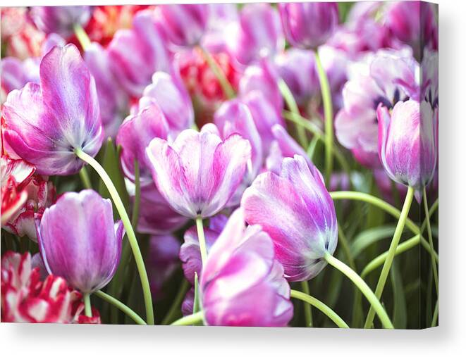 Blurred Canvas Print featuring the photograph Tulip Garden by Susan Stone