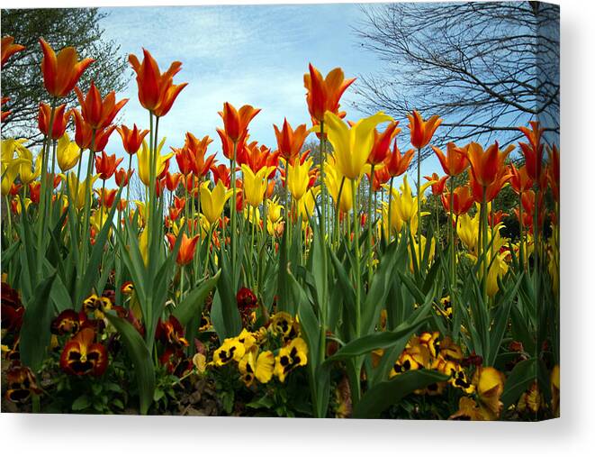 Flowers Canvas Print featuring the photograph Tulip Time by Farol Tomson