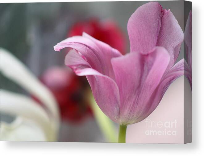 Nature Canvas Print featuring the photograph Tulip Whimsey by Jennifer Alba