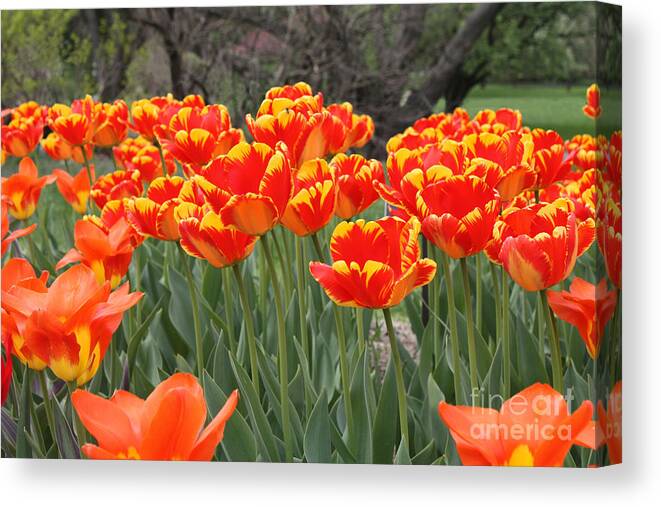 Tulips From Brooklyn Canvas Print featuring the photograph Tulips from Brooklyn by John Telfer