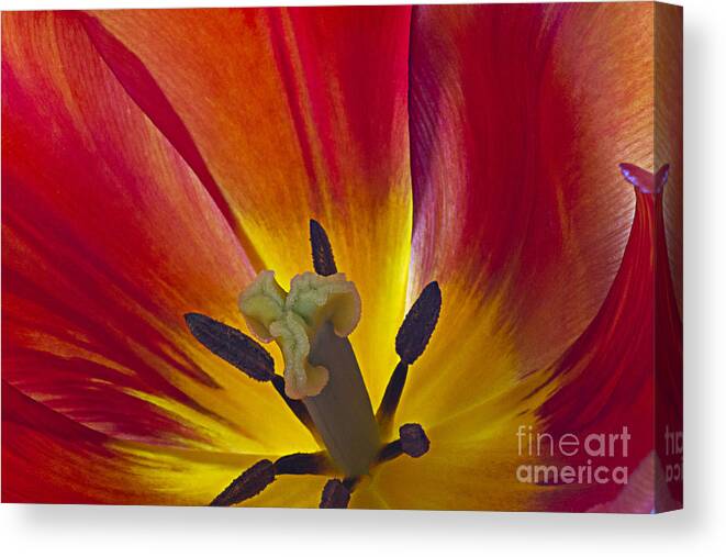 Tulip Canvas Print featuring the photograph Tulips petals by Heiko Koehrer-Wagner