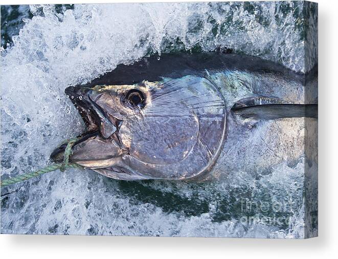 Bluefin Canvas Print featuring the photograph Tuna Walk by Scott Kerrigan